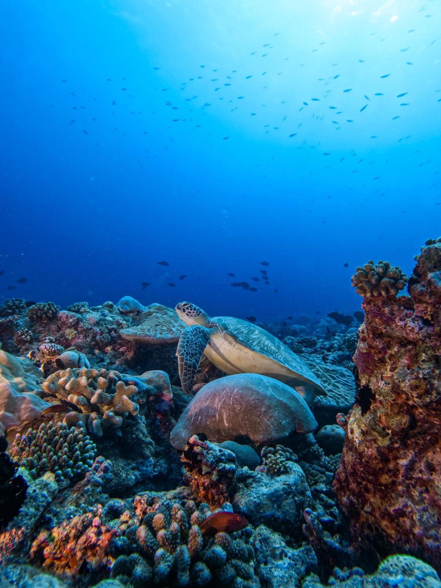 Bandos Maldives - One Way Transfer Free For Stays From 1St May Till 30Th Sept 2025 For Bookings From 16 Apr 2025 Bandos Island Esterno foto